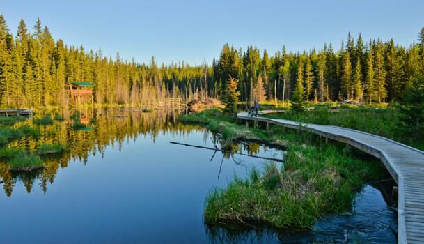 Hinton Beaver Boardwalk